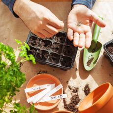 Gardener plants seeds into seed modules