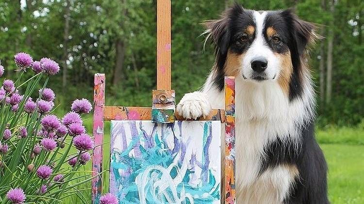 Secret the Australian Shepherd: Painting dog shows off latest creation