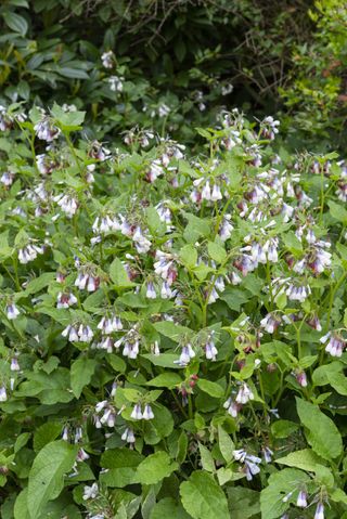 Comfrey plants with white flowers
