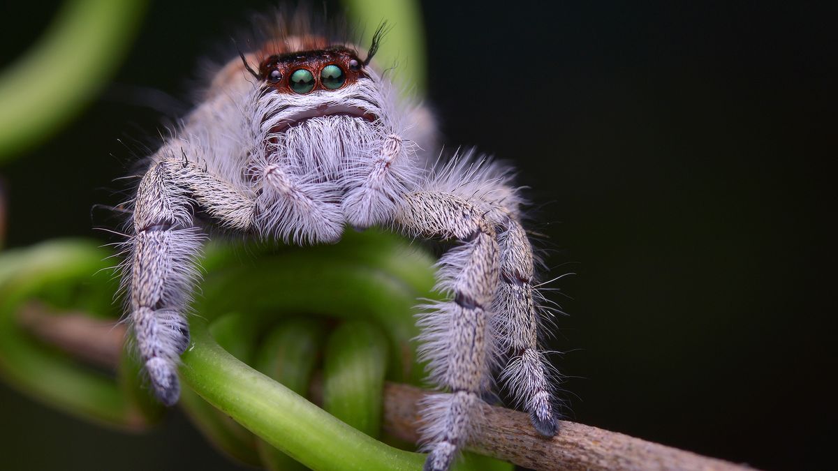 Scientists find a colorful jumping spider that is color blind •