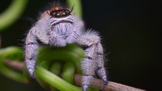 Little Muppet or a spider with a lot on its mind? Called Hyllus giganteus, this looker is the largest jumping spider, reaching lengths of nearly an inch (2.5 centimeters).