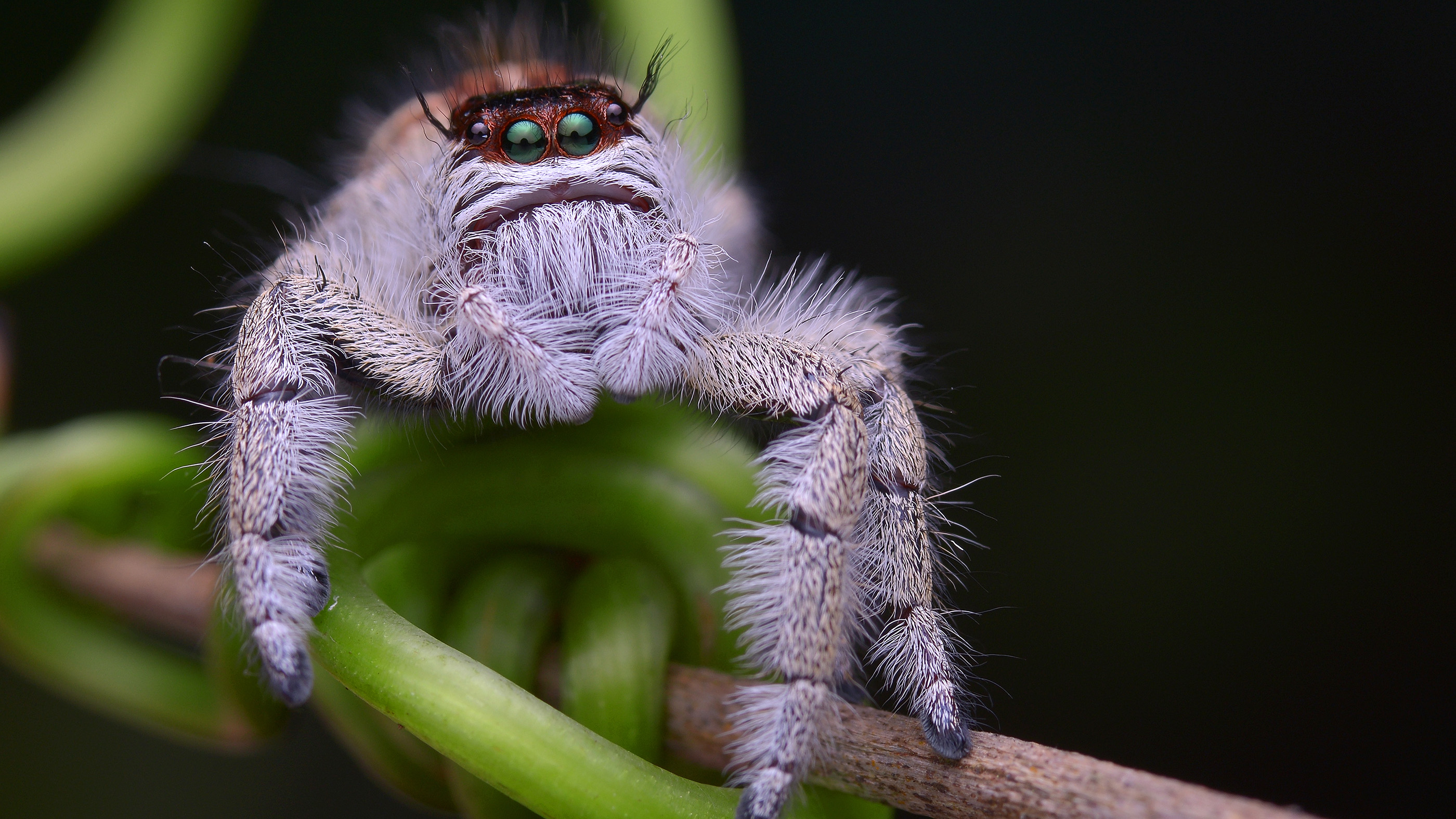 How do jumping spiders make a perfect landing? Watch and learn