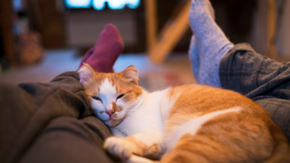 cat sleeping by two pairs of feet