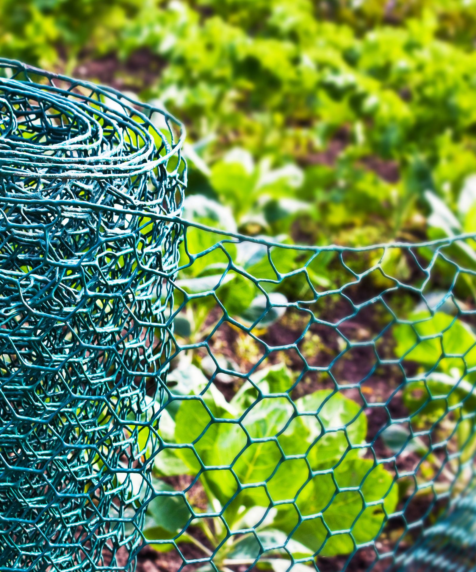 Garden experts use chicken wire to stop animals from digging up bulbs Gardeningetc