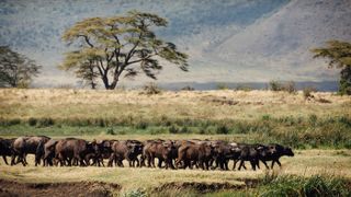 Buffalo in the Ngorongoro Crater, Tanzania