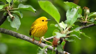 A bright yellow American warbler in a tree
