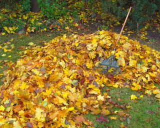 Fall leaves on lawn with rake