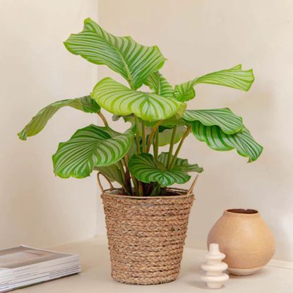 Best indoor plants: where to shop online | Ideal Home