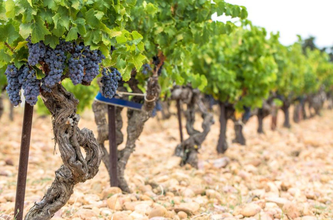 Châteauneuf-du-Pape 2022: Report and top-scoring wines | Decanter