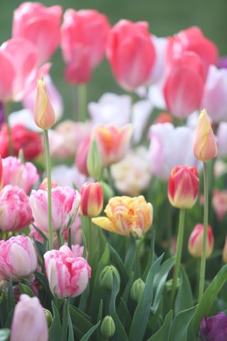 A close-up of colorful tulips