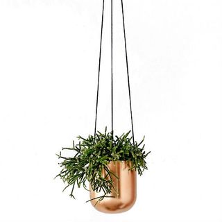copper hanging basket with plant