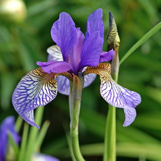 Iris sibirica 'Shaker's Prayer' flowers in purple with white and yellow