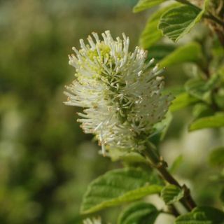 Fothergilla Major Mt.Airy in bloom