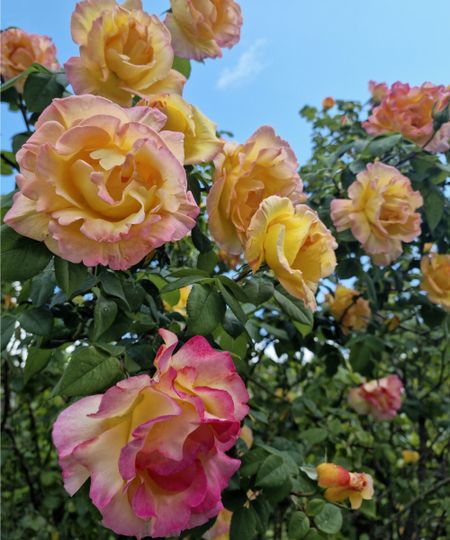 'Peace' rose in bloom