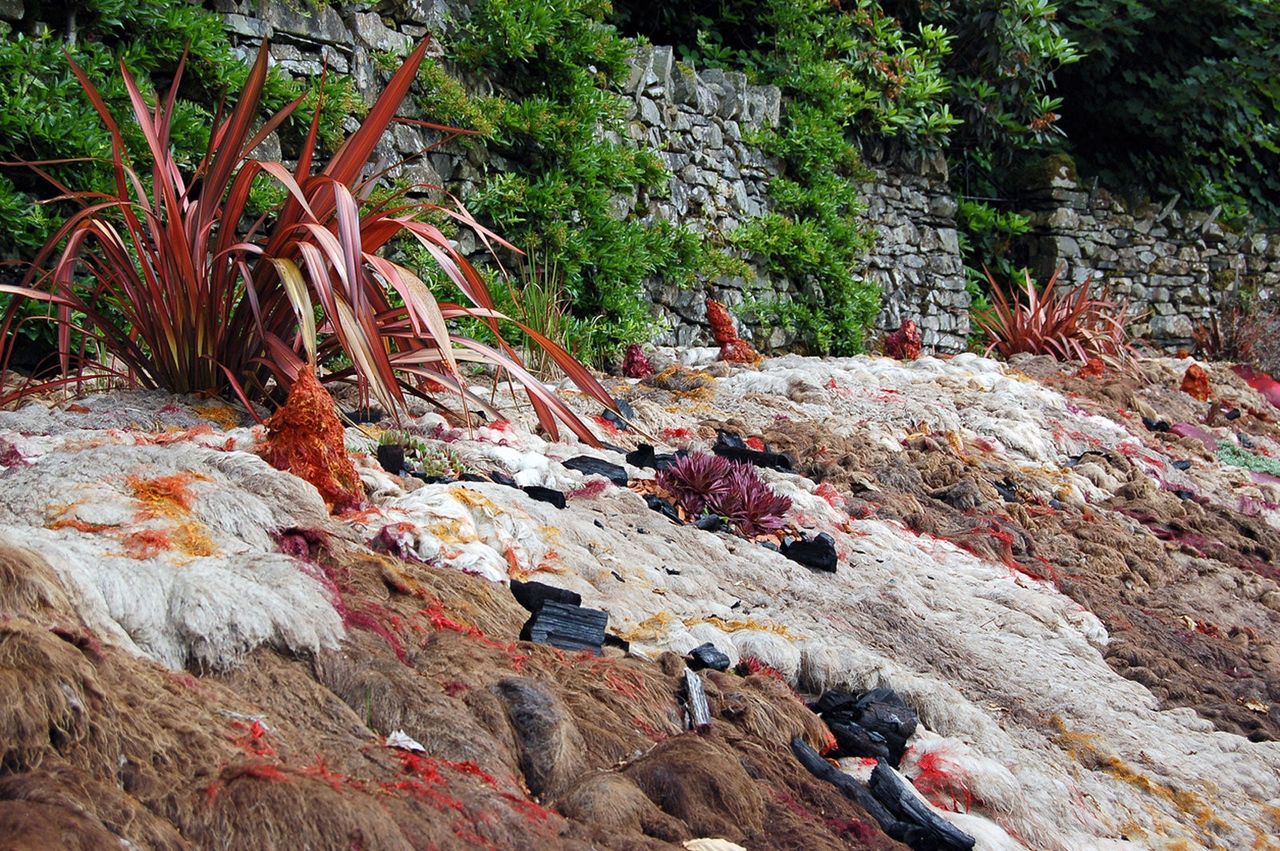 Wool Being Used As Mulch