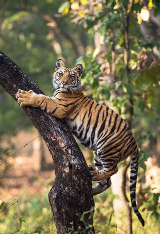 India's Bandhavgarh Tiger Reserve