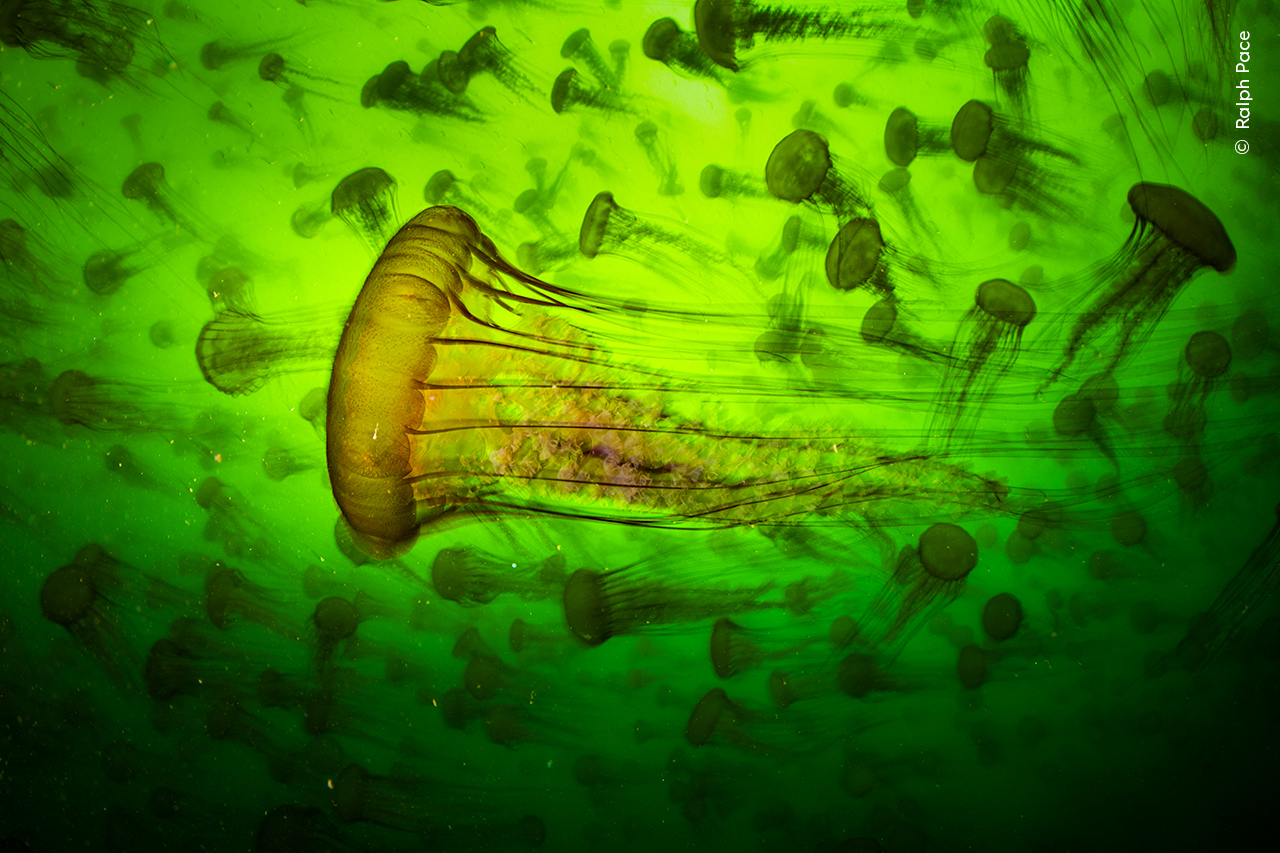 A vibrant underwater scene featuring a large jellyfish against a green background, surrounded by smaller jellyfish silhouettes