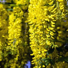 Closeup of yellow flowering laburnum