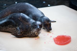 Georgia Aquarium Celebrates Valentine's Day