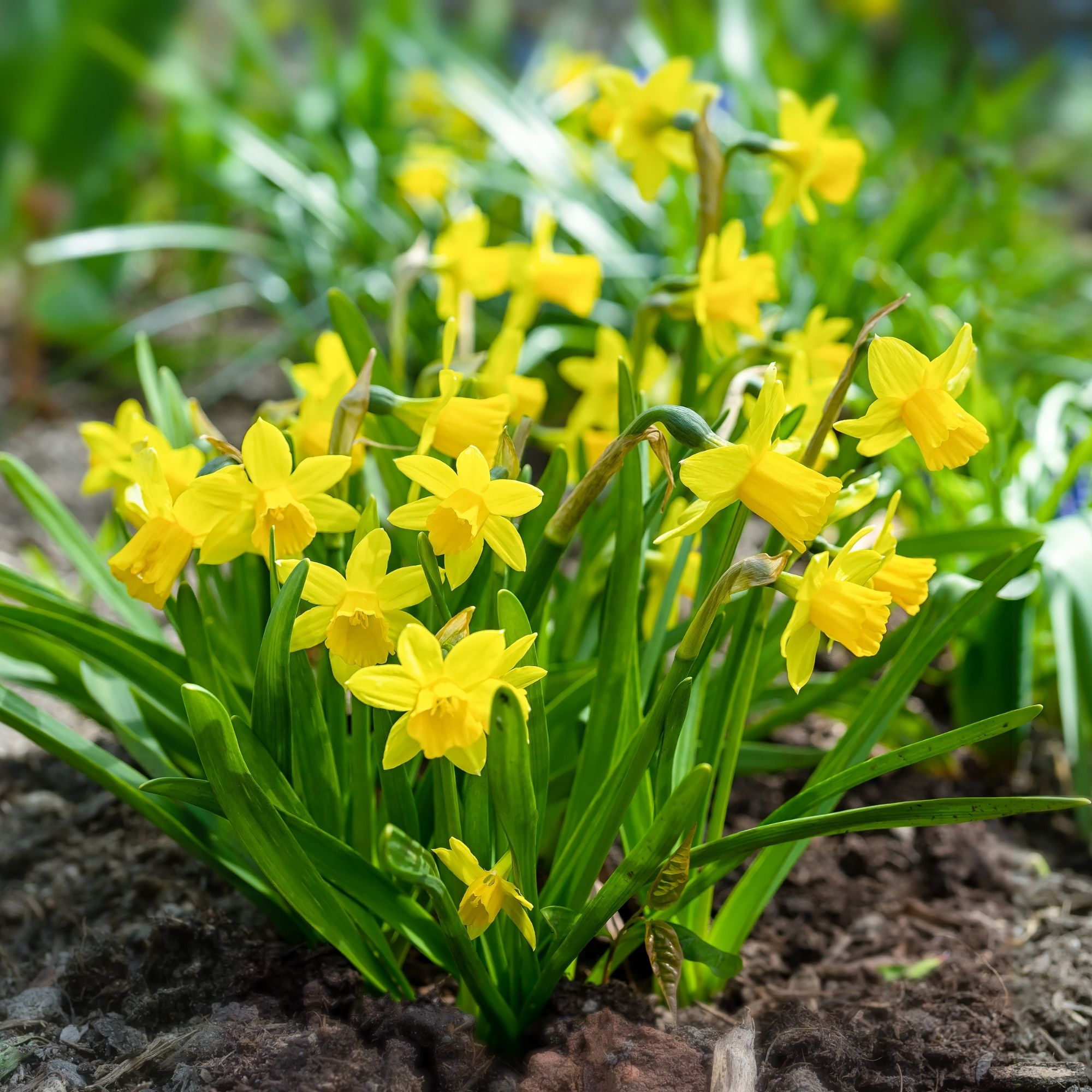 Tete-a-tete daffodils growing in garden