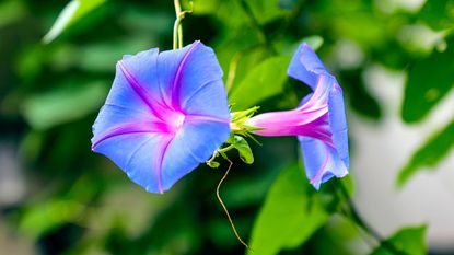 morning glory bloom with blurred green foliage background 