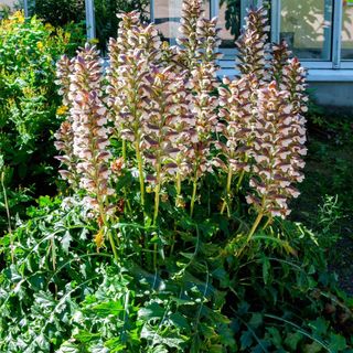 Outsidepride 10 Seeds Annual Acanthus Bear's Breeches Flower