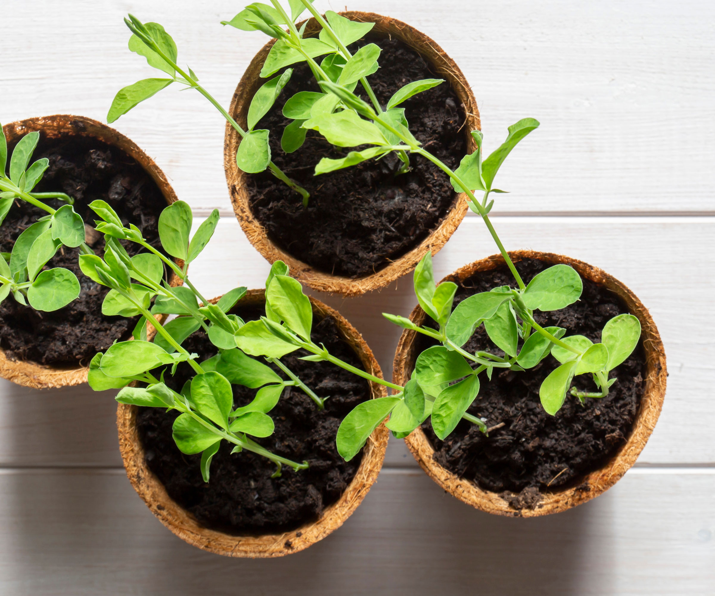 sweet pea seedlings in little pots on white table