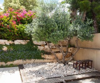 olive tree in small back yard