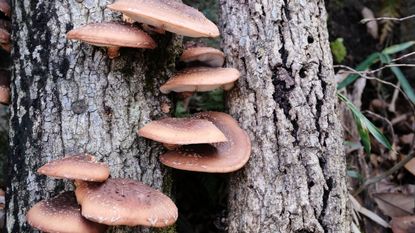 Shiitake mushrooms growing on a tree