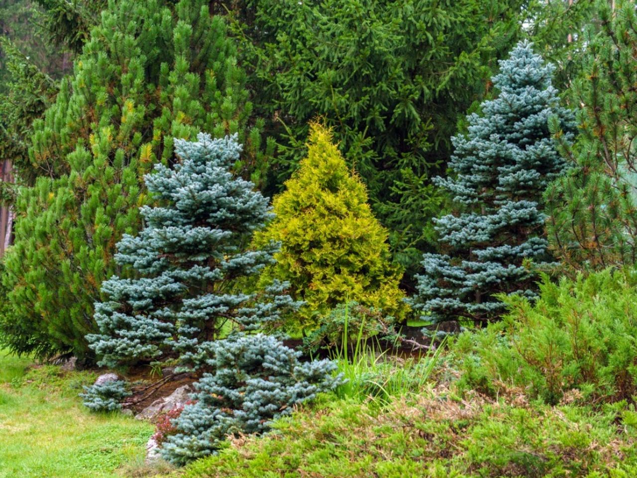 Conifers In The Garden Landscape