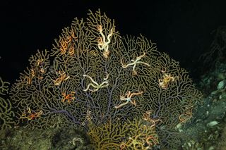 Health coral colony and brittle stars