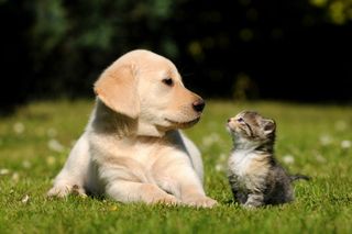 A kitten and puppy outside in spring.