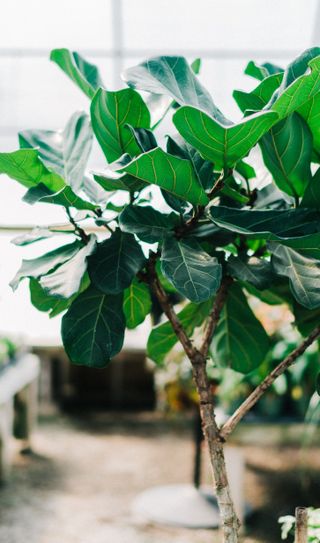 Instagrammed house plants - fiddle leaf fig