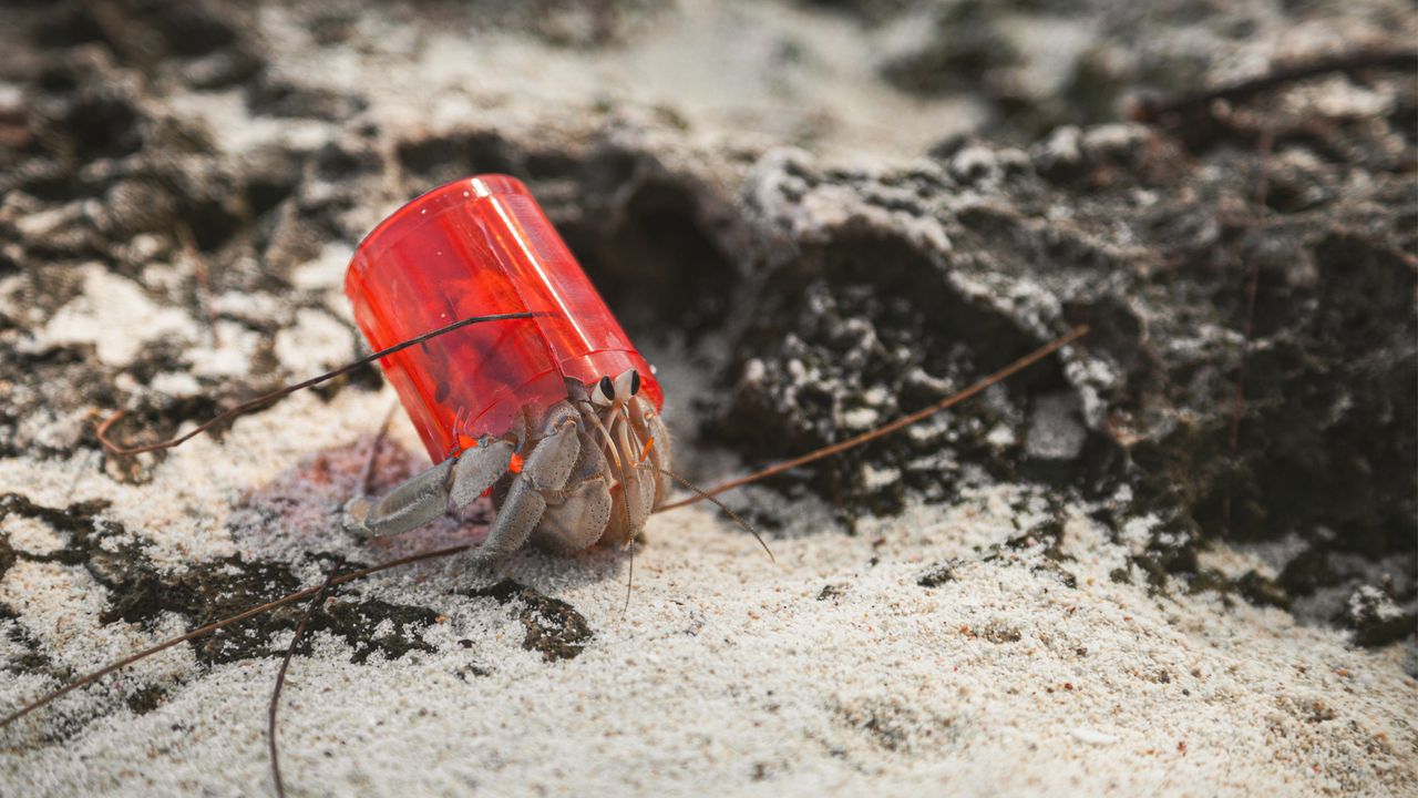 A hermit crab. 