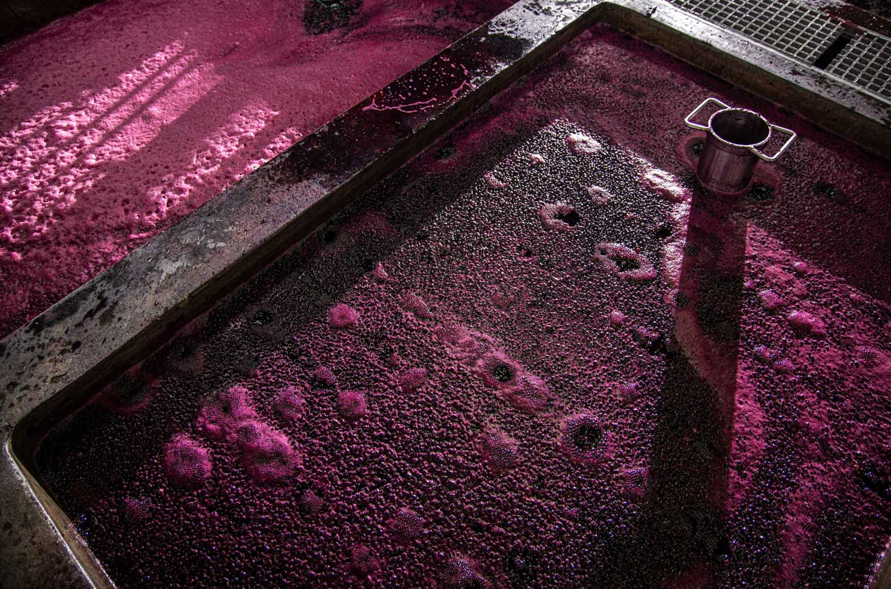 Fermenting grapes in a tank