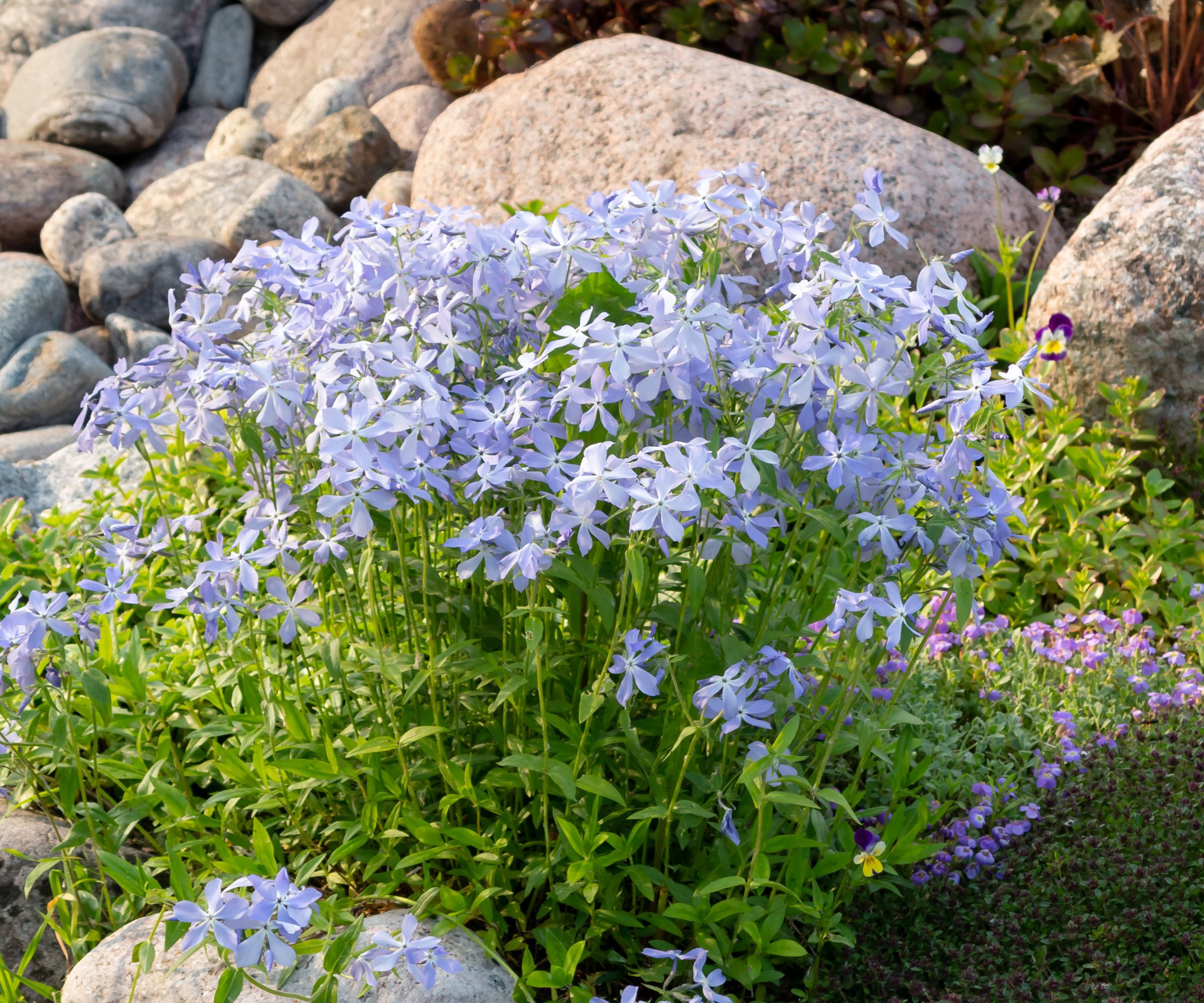 Blooming blue phlox and other flowers in a small rockeries in the summer garden.