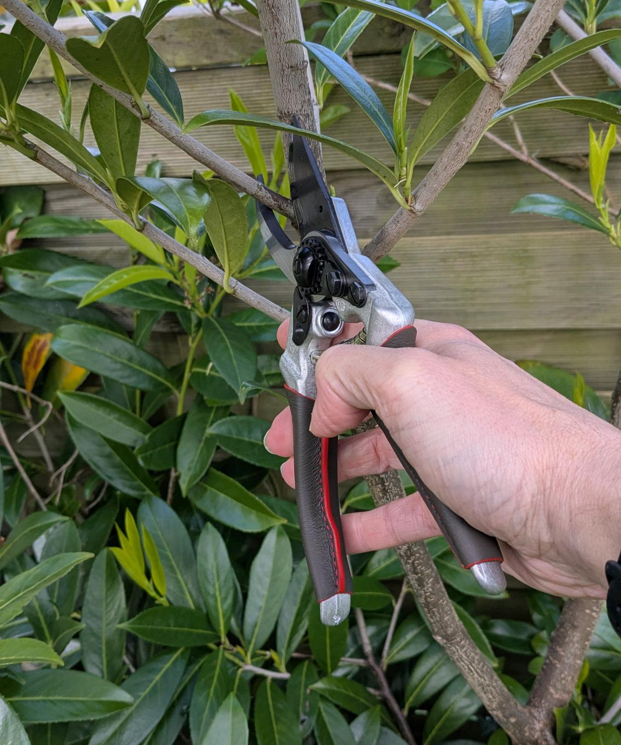 A gardener uses a pair of Felco 8 Elite pruning shears to cut a laurel shrub