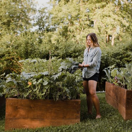 Young woman harvesting greens from raised vegetable garden beds