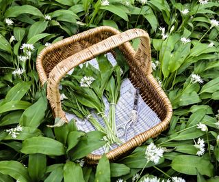 Wild garlic gathered in a basket