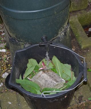 Adding water from a water barrel to a bucket of comfrey leaves for making fertilizer