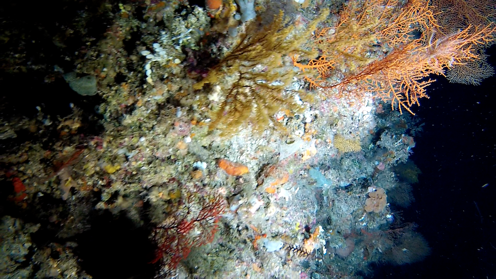 Deep-sea great barrier reef coral