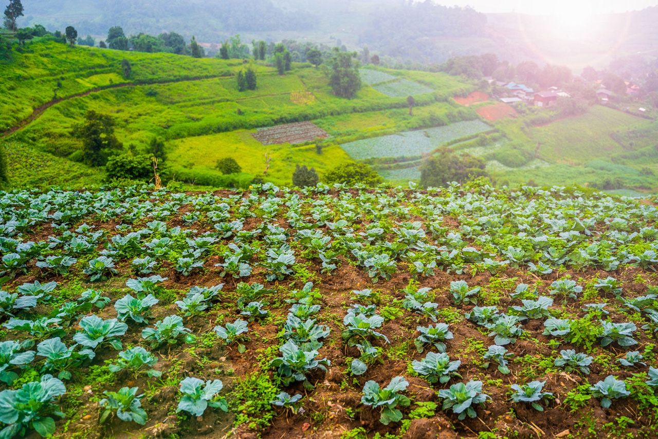 Vegetable Garden On A Hillside Overlooking The Valley