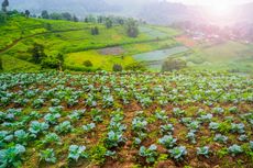 Vegetable Garden On A Hillside Overlooking The Valley