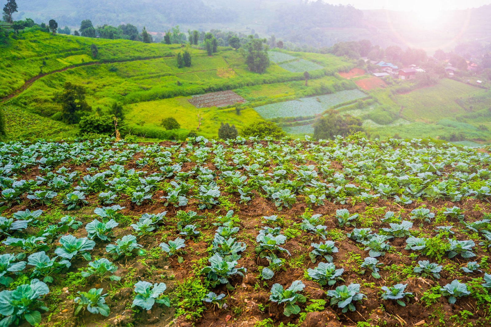 How To Grow Vegetables On A Hillside