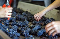 Image of harvest workers sorting Ontario Pinot Noir.