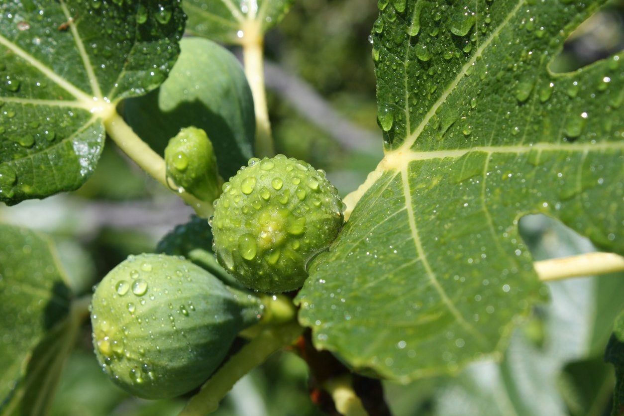 Fig Tree With Droplets Of Water