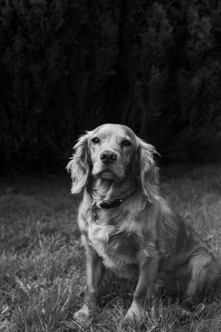 a Cocker Spaniel sitting down shot in black and white