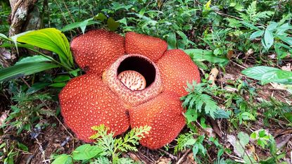 A Rafflesia keithii flower on the forest floor