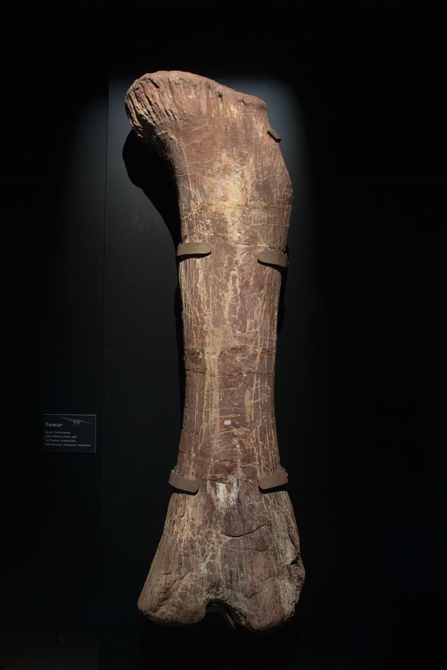 new titanosaur fossil