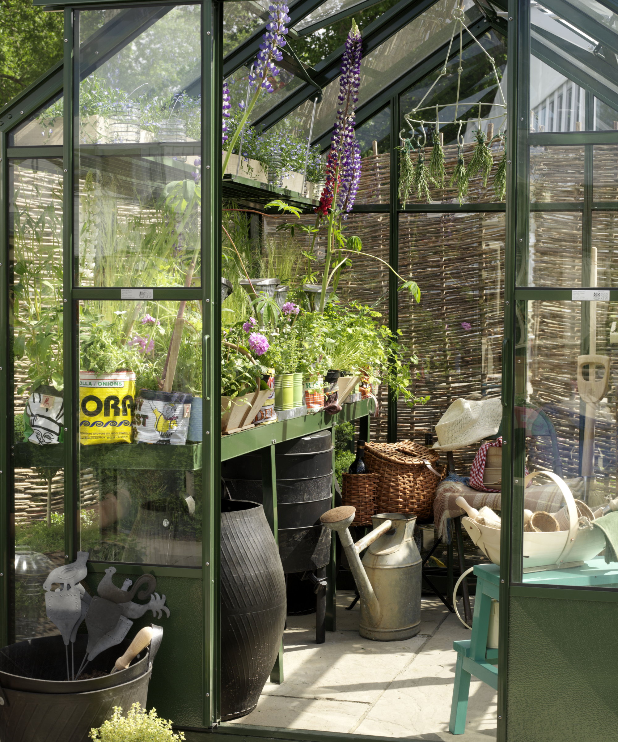 Lots of plants sit on top of shelving in a green metal greenhouse